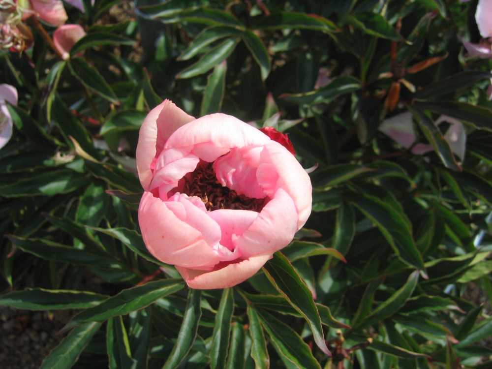 Paeonia lactiflora 'Torpilleur' (Pfingstrose)